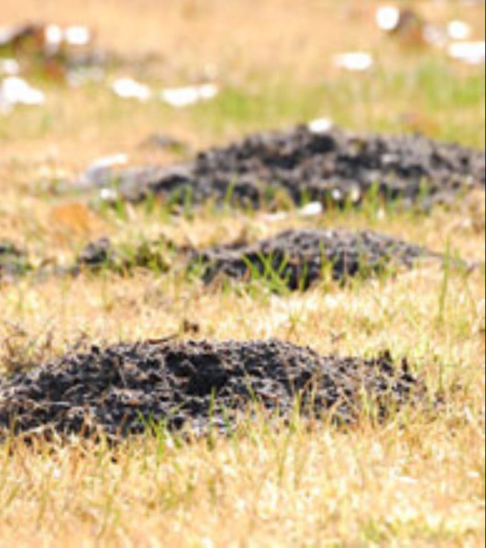 Gopher Mounds