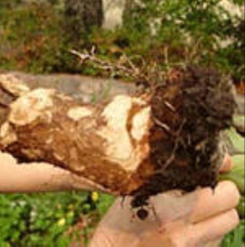 Gopher Root Damage