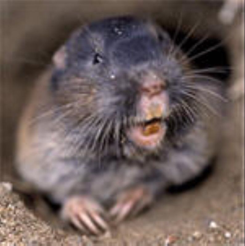 Gopher Close-up