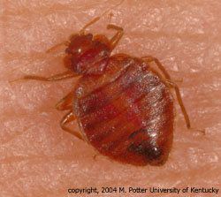 Adult bed bug feeding on a human.