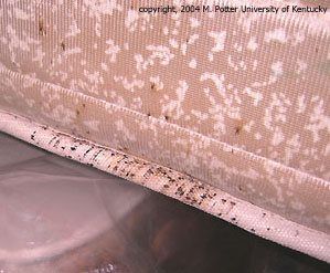 Dark spots of bed bug excrement on a mattress.