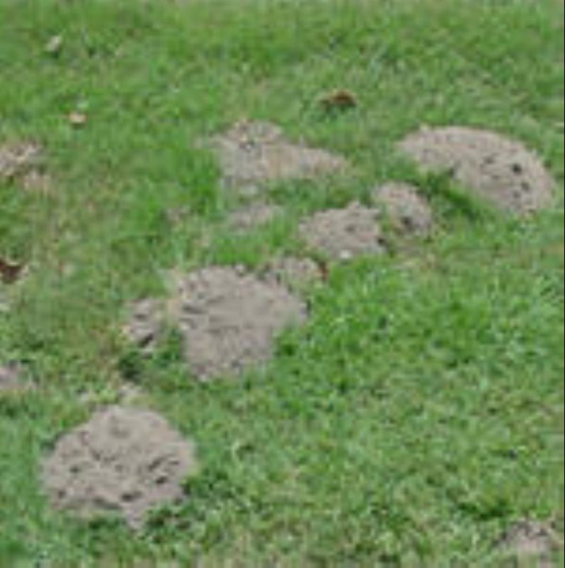 Gopher Lawn Damage