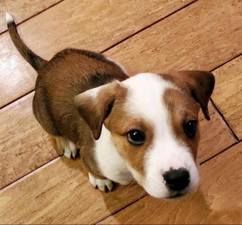 Pet Products Top Choice Meat Market Vancouver WA