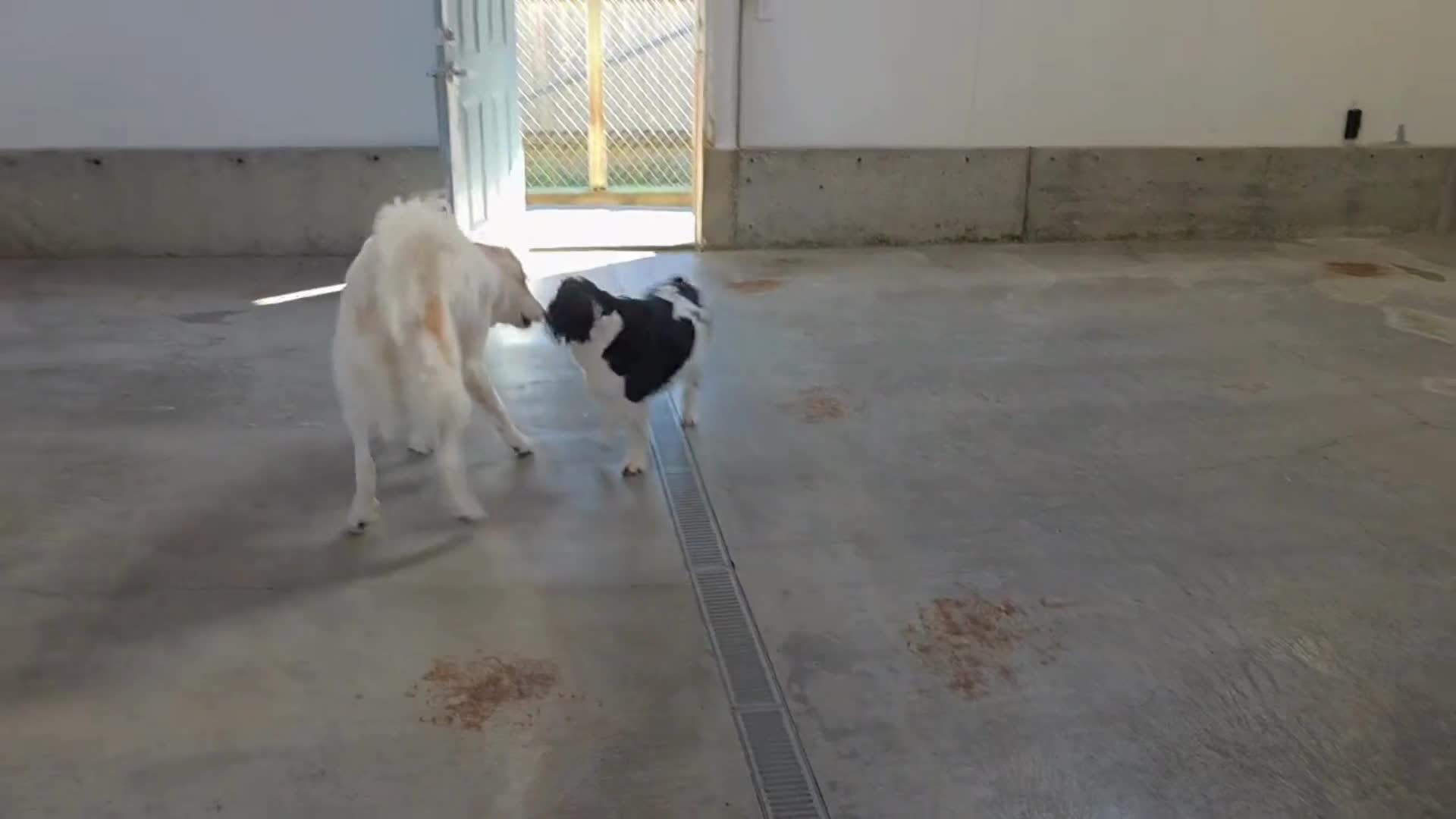 Dogs playing
