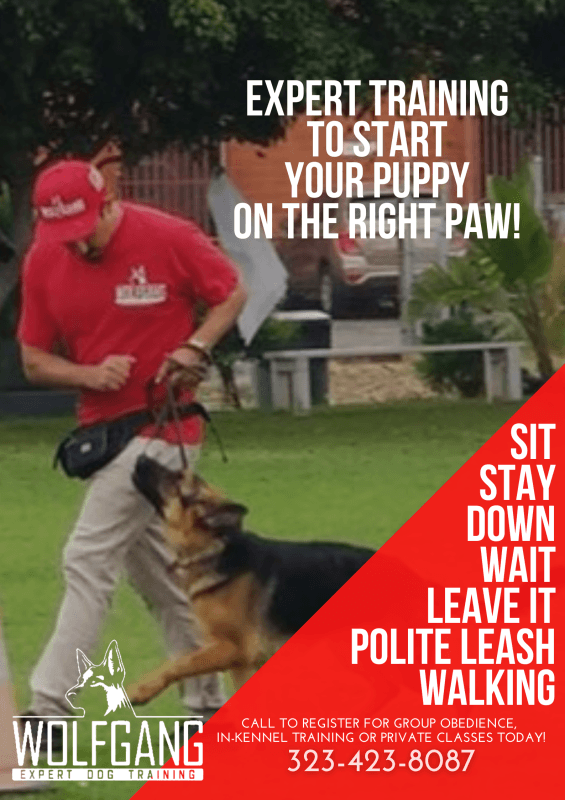 InKennel Training Wolfgang Expert Dogtrainer