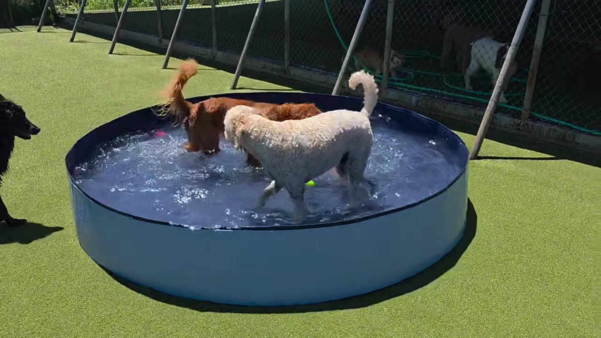 Dogs playing