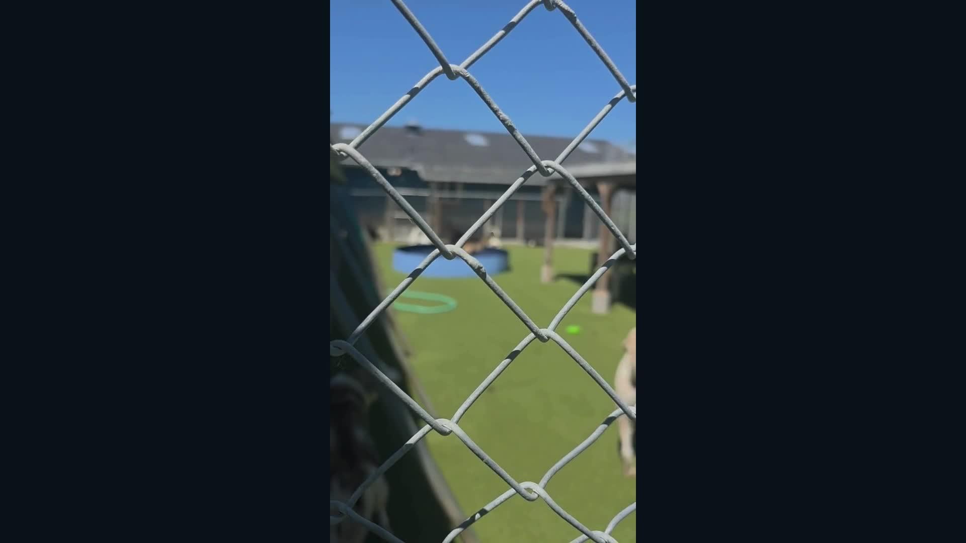 Dogs playing