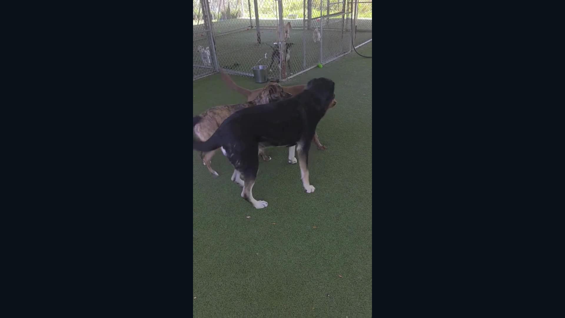 Dogs playing