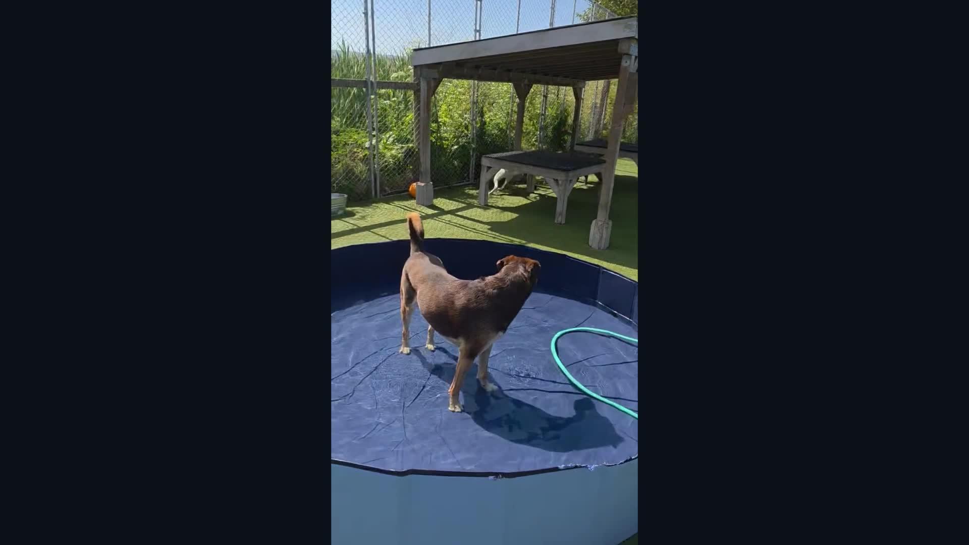 Dogs playing