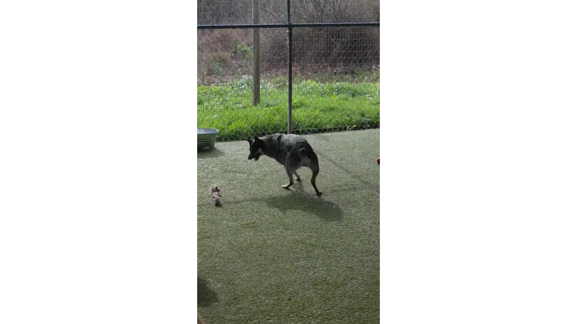 Dog playing with rope.